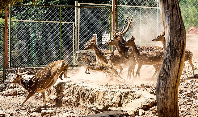 Antalya Doğal Ömür Parkı, yeni yavrularla coşkulu bir bahar yaşıyor