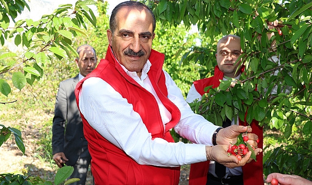 Milyonlarca kiraz ağacı ihracat rekoru kırmak için 1 hafta evvelden meyvelerini verdi