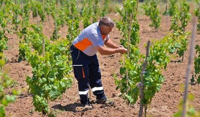 Bergama’nın klasik üzümleri yine canlanıyor