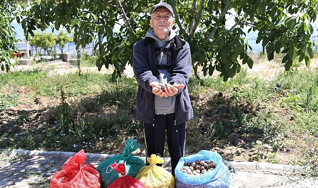 Çiftçinin cevizi çürümekten kurtuldu