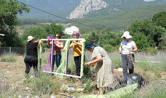 Kemer’de lavanta tanıtım aktiflikleri başlıyor