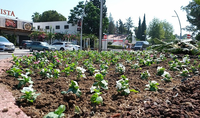 Kemer’de mevsimlik çiçekler ekiliyor