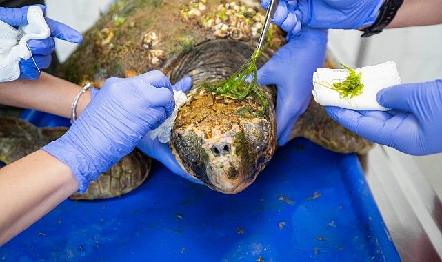 Körfez’deki yaralı Caretta caretta kurtarıldı