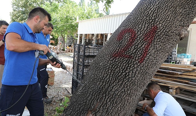 Muğla’da Birinci Sefer Görülen Turunçgil Uzun Antenli Böceği ile Gayret