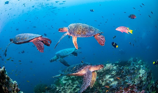 Novotel, WWF İle Okyanus Muhafaza İştirakini Duyurdu